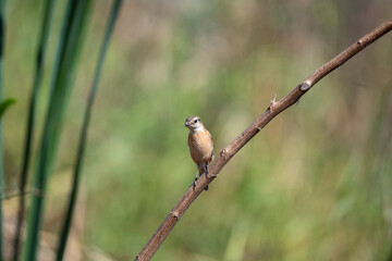 Siberian stonechat