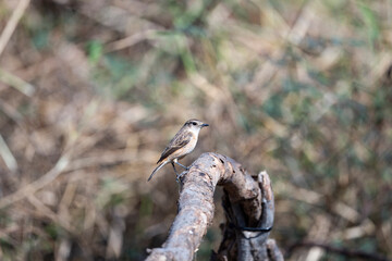 Fototapeta premium Siberian stonechat