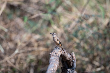 Siberian stonechat