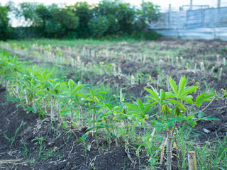 Cassava
