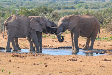 Fototapeta premium African Elephants drinking a water