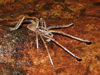 Aranha da água_Ancylometes concolor macho_Cerrado