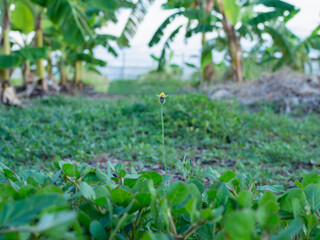 Grass flower