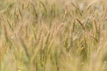 Close-up Barley blur for the background.