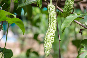Bitter gourd or squash and green leaves