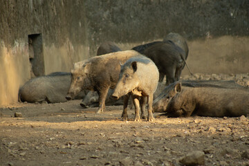 warthog in the zoo