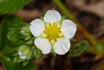 Close-up of the white flower of a Strawberry