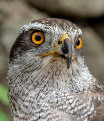 Korean eagle in the park