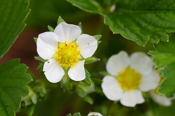 Close-up of the white flower of a Strawberry