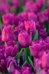 Fototapeta premium Selective focus, purple tulip on a lulpan field. Vertical photo of beautiful spring flowers.
