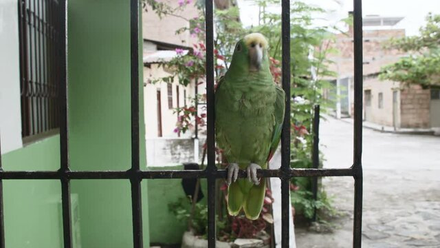 full shot of a talking parrot on metal fence