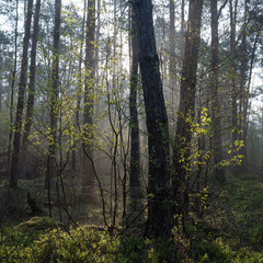 Obraz premium fresh leaves lit up in early morning sunshine between trunks of forest in spring