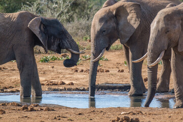 Fototapeta na wymiar African Elephants drinking a water