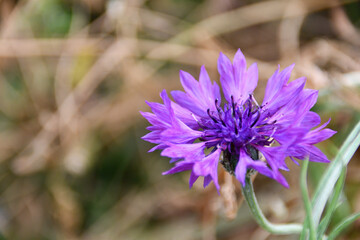 紫色のヤグルマギクの花（埼玉県/5月）