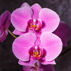 Naklejka na ściany i meble beautiful purple Phalaenopsis orchid flowers.Spring bloom of a variety of orchids. Pink yellow white purple orchids. selective focus.Beautiful floral background