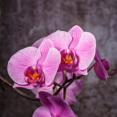 beautiful purple Phalaenopsis orchid flowers.Spring bloom of a variety of orchids. Pink yellow white purple orchids. selective focus.Beautiful floral background
