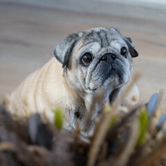 an elderly pug of beige color and dried flowers on the foreground
