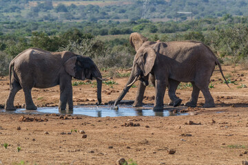 Fototapeta premium African Elephants drinking a water