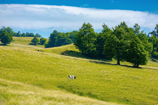 mountain landscape with pasture on a sunny day. beech trees on the hill. beautiful countryside rural scenery in summer