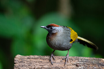 Silver - eared Laughingthrush
