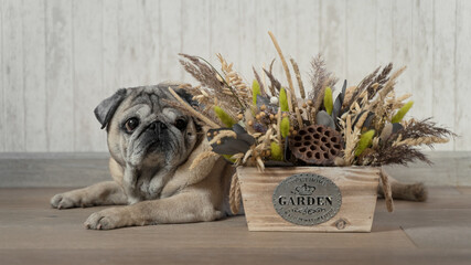an elderly beige pug with a box of dried flowers