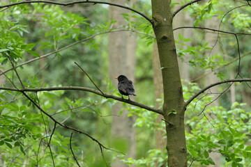 Blackbird sitting on thin branch in green forest.