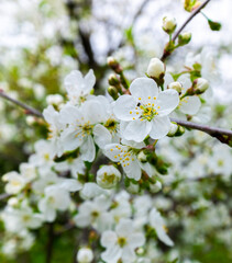 White clusters of flowers on the fruit-bearing cherry tree bloomed in may