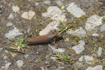 Snail crawls over hiking trail in forest.