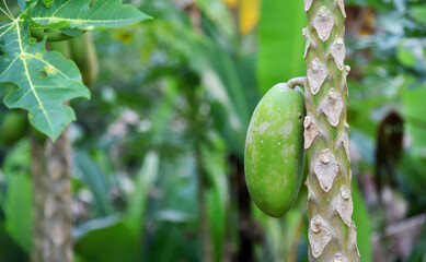 Papaya fruit growth on the tree with bokeh background
