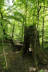 Hollow tree stump with log in greening forest.