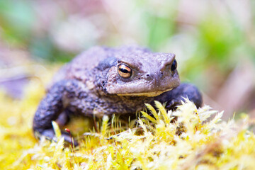 Common toad
Bufo bufo at the forest edge. Macro photo. Natural composition