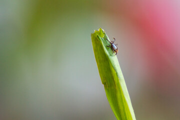 ixodic tick attack close up. Macro photo. Focus on a small tick. These dangerous ticks carry dangerous diseases like encephalitis and borreliosis (Lyme disease)