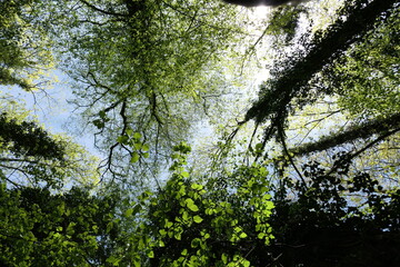 Blue sky with clouds seen from the forest floor.