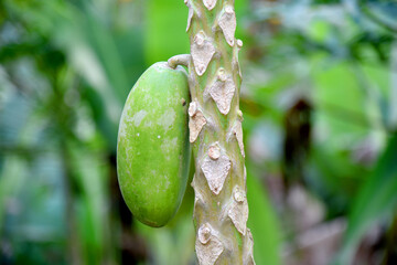 Papaya fruit growth on the tree with bokeh background