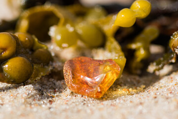 Beautiful piece of amber among the seaweed or algae on the sand, on a sandy beach, close up