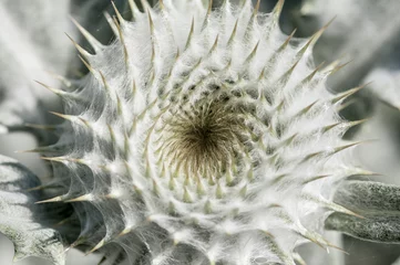 Keuken spatwand met foto cactus close-up © hipgnosis