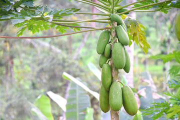 Papaya fruit growth on the tree with bokeh background