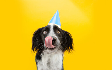 Border collie dog celebrating birthday or carnival wearing party hat and licking its lips with tongue out. Isolated on yellow background. © Sandra
