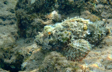 Naklejka na ściany i meble Devil scorpionfish (Scorpaenopsis diabolus) inhabits coral reefs of the Red Sea, it has very venomous fins