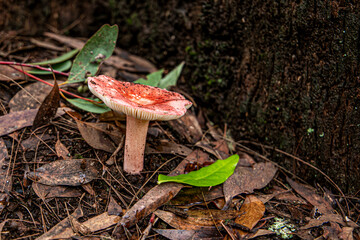 Wild mushrooms and fungi found in forests of Australia