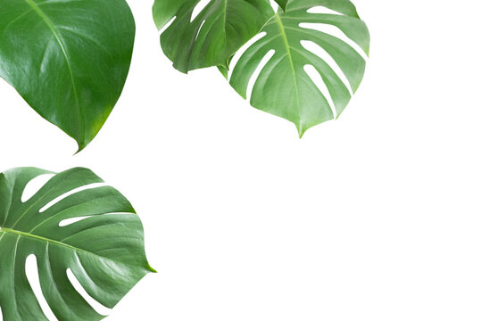 Green plant monstera on white background.