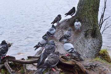 pigeons on the beach