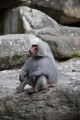 portrait of baboon