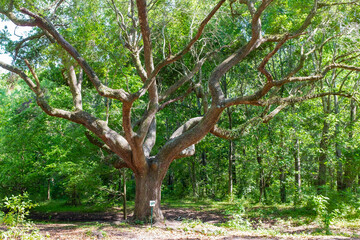 Large live oak tree in the Couturie Forest of New Orleans City Park