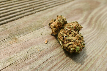 Close-up on cannabis cbd flowers. A substance containing cannabidiol for medical therapy. Focus selecitive, deliberately blurred background.