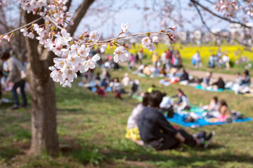 Cherry blossom branch and blurred people having picnic　お花見をする人々...