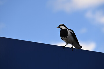 A magpie-lark, perched atop a blue sign, looking to its right with blue sky and light clouds in the background