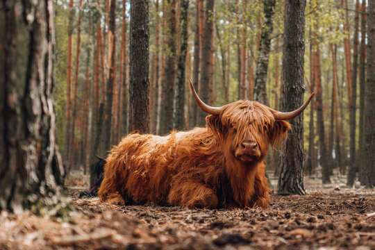 Scottish Highland Cattle Images – Browse 1,028 Stock Photos