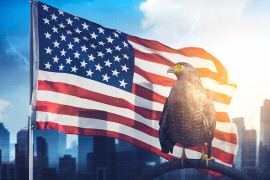 Double exposure of eagle bird and American flag