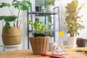 View of indoor garden in modern house, Home gardening and hobby concept.